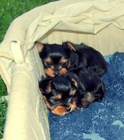 Healthy Male And Female Teacup Yorkie Puppies For Adoption